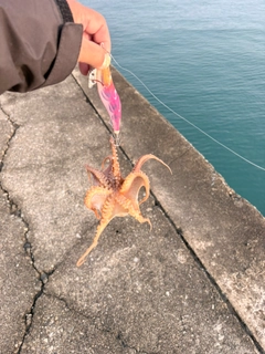 タコの釣果