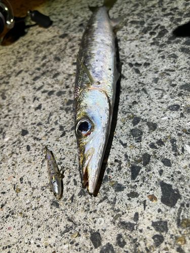 釣果