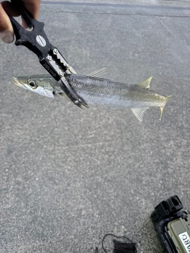 カマスの釣果