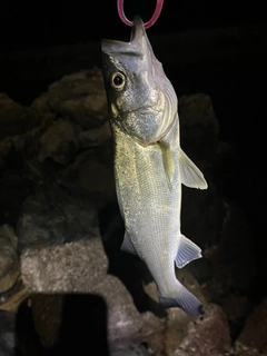 セイゴ（マルスズキ）の釣果