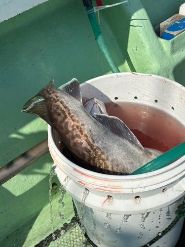 タラの釣果