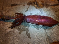 ケンサキイカの釣果