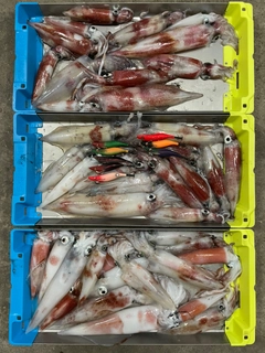 アカイカの釣果