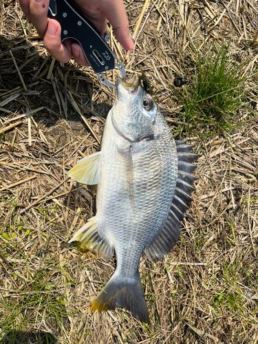 キビレの釣果