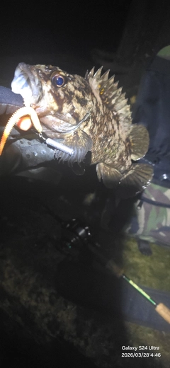 ムラソイの釣果