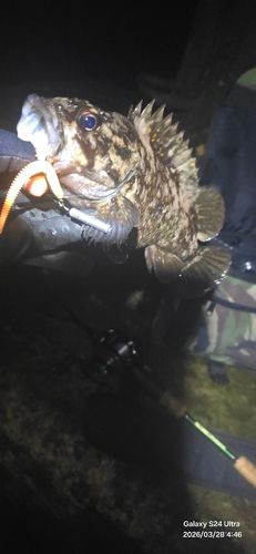ムラソイの釣果