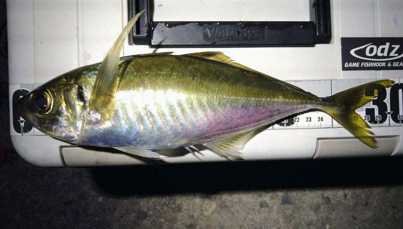 SHIMANO 22ソアレ SS S86ML-Tの最安値・インプレ・釣果 | 本音の口コミ