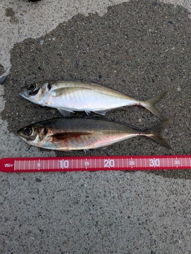 マアジの釣果