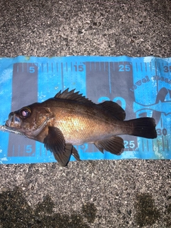 メバルの釣果