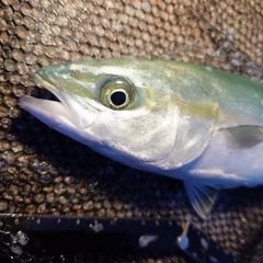 ツバイソの釣果