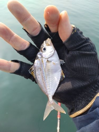 ヒイラギの釣果