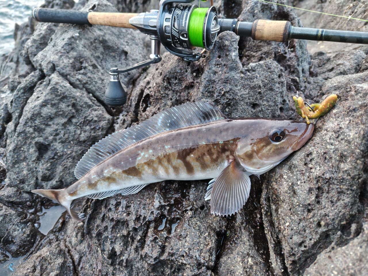 SHIMANO 21カーディフNX S83MLの最安値・インプレ・釣果 | 本音の