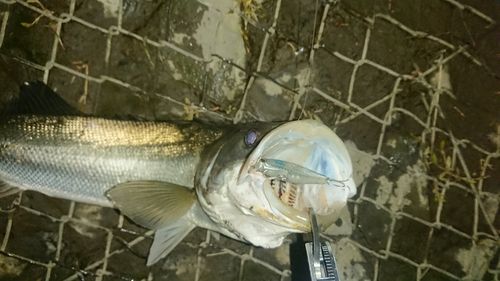 シーバスの釣果