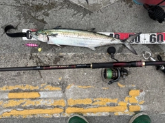 サゴシの釣果