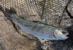 ニジマスの釣果