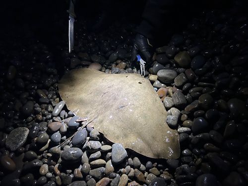 ツバクロエイの釣果