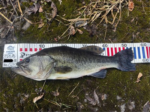 釣果