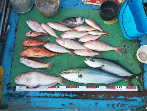 シロアマダイの釣果