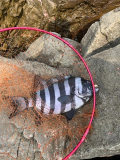 イシダイの釣果