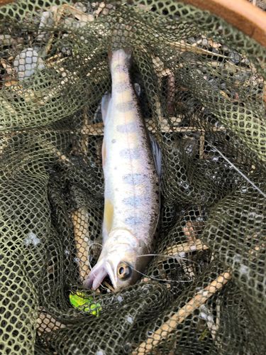 ヤマメの釣果