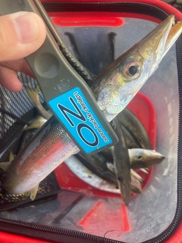 カマスの釣果