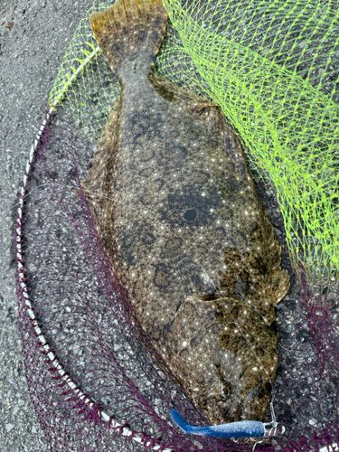ヒラメの釣果