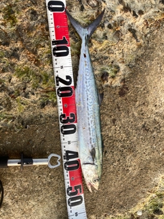 サゴシの釣果