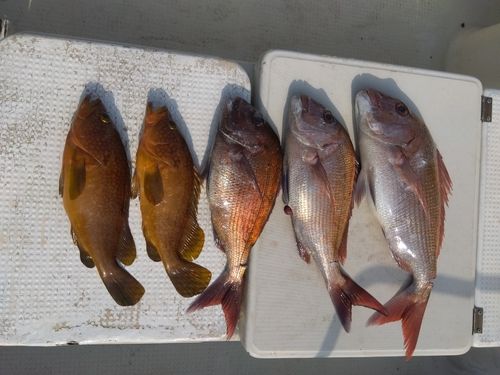 マダイの釣果