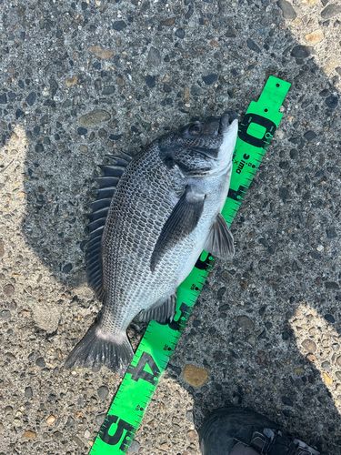 クロダイの釣果