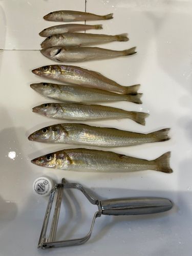 キスの釣果