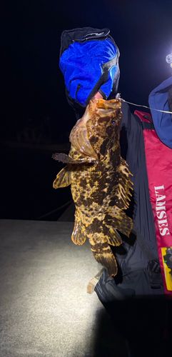 ベッコウゾイの釣果