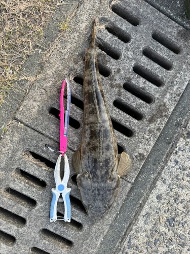 マゴチの釣果
