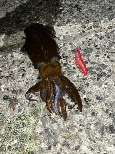 アオリイカの釣果