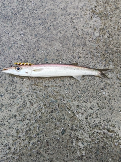 カマスの釣果