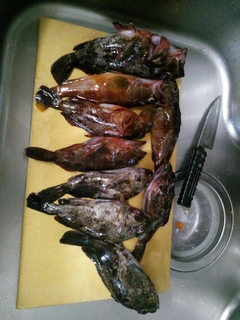 カサゴの釣果