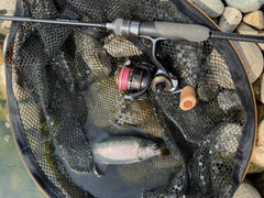 ニジマスの釣果