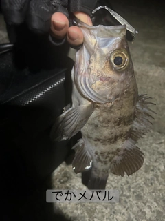 クロメバルの釣果