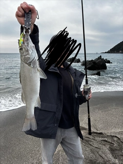 ヒラスズキの釣果