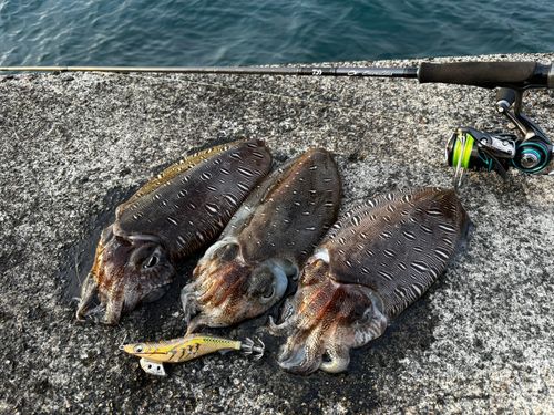 コウイカの釣果
