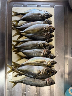アジの釣果