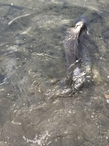 コイの釣果