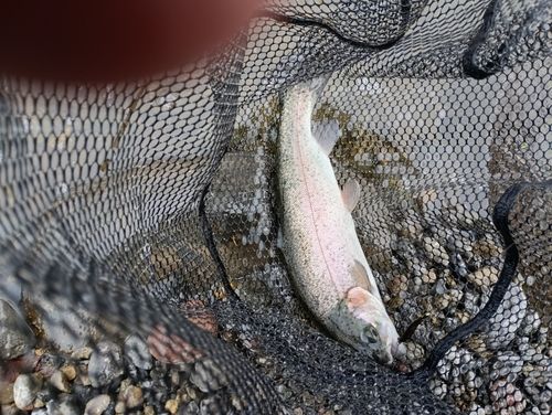 ニジマスの釣果