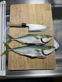 コゾクラの釣果