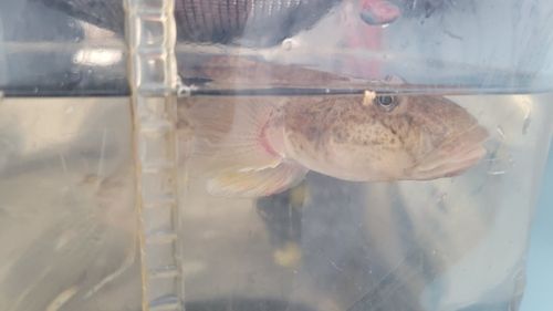 マガレイの釣果