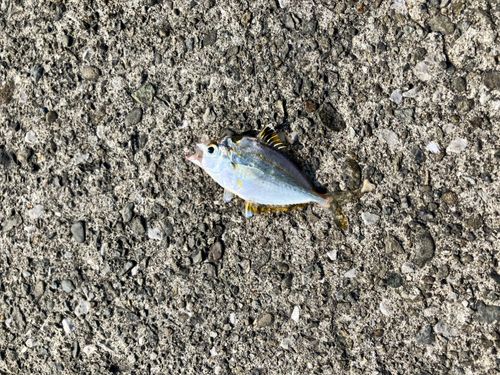 メゴチの釣果