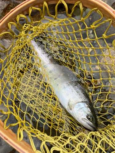 アマゴの釣果
