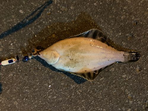 クロガシラガレイの釣果