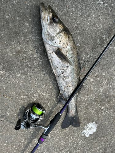 マルスズキの釣果