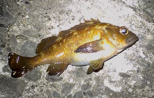 エゾメバルの釣果