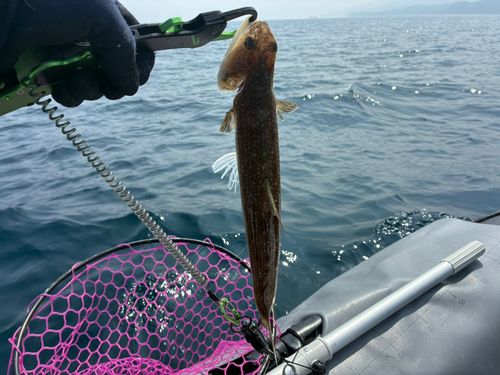 エソの釣果